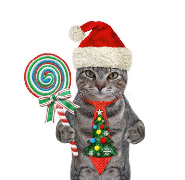 Tatil kravatlı gri bir kedi ve Noel için lolipop. Beyaz arka plan. İzole edilmiş.