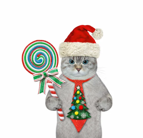 Popelavá Kočka Sváteční Kravatě Lízátkem Vánoce Bílé Pozadí Izolované — Stock fotografie