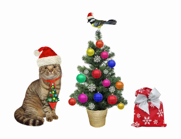 休日のネクタイのベージュの猫はクリスマスツリーと贈り物の袋の近くに座っています 白地だ ロイヤリティフリーのストック写真