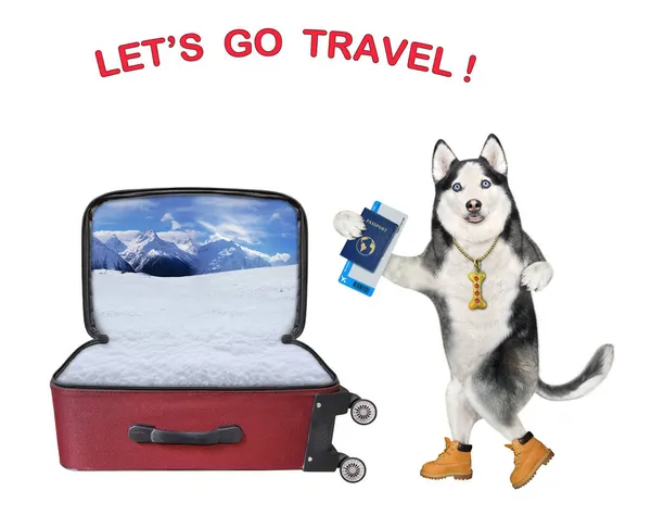 Cão Husky Turista Com Bilhete Avião Passaporte Internacional Está Indo — Fotografia de Stock