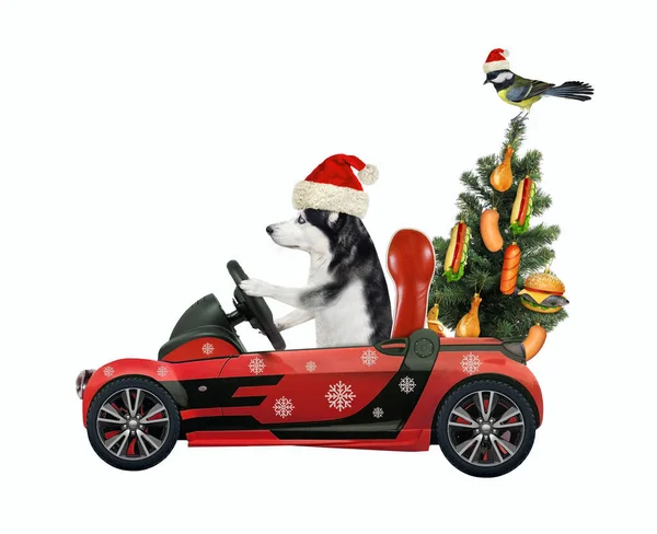 Chraptivý Pes Klobouku Santa Clause Řídí Červené Auto Vánočním Stromečkem — Stock fotografie