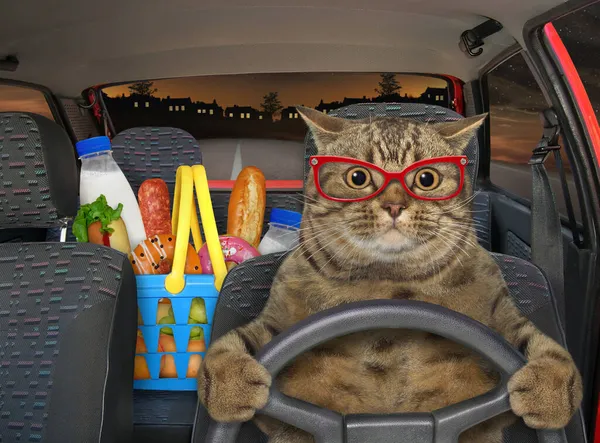 A beige cat in glasses drives a car on the highway at night. A shopping basket with food is next to him.