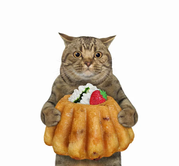 Beige Katt Håller Tårta Dekorerad Med Grädde Och Jordgubbe Vit — Stockfoto