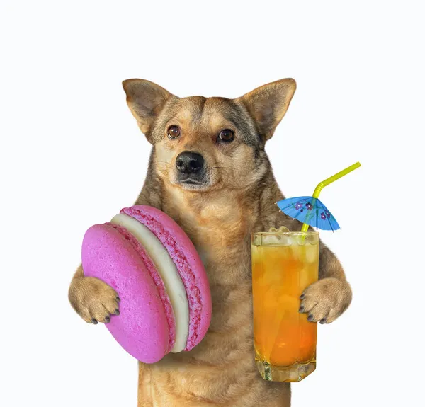 ベージュの犬はジュースとマカロンのガラスを持っています 白地だ — ストック写真