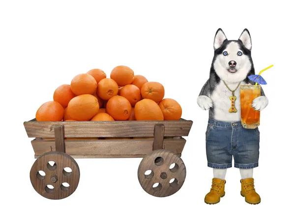 Dog Husky Farmer Glass Fruit Juice Standing Horse Wooden Cart — Stock Photo, Image