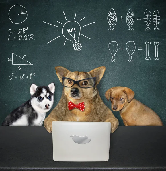 Egy Szemüveges Bézs Kutya Kölykeivel Egy Laptop Mellett Osztályteremben — Stock Fotó
