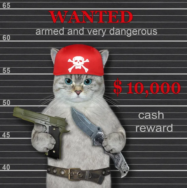 Criminal Gato Ceniza Pañuelo Rojo Sostiene Rifle Asalto Armado Muy —  Fotos de Stock