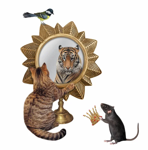Gato Beige Mira Espejo Forma Estrella Tigre Allí Una Rata — Foto de Stock