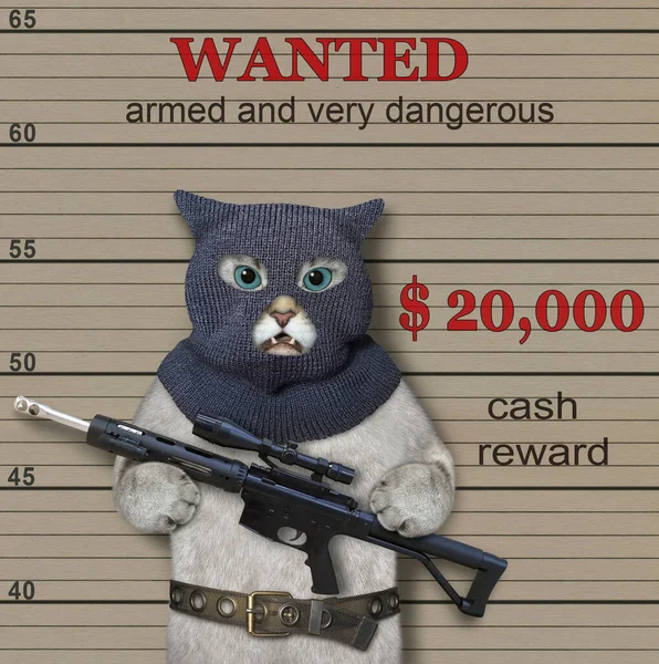 Ένας Δολοφόνος Γάτα Στάχτης Ένα Μπαλακλάβα Κρατάει Ένα Τουφέκι Οπλισμένος — Φωτογραφία Αρχείου