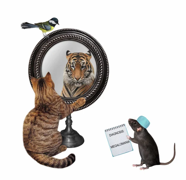 Eine Beige Katze Sieht Einen Tiger Einem Runden Spiegel Ein — Stockfoto