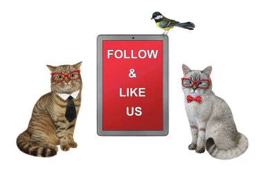 İki kedi büyük bir tabletin yanında oturup bizi takip edin ve sevin diyor. Beyaz arka plan. İzole edilmiş.