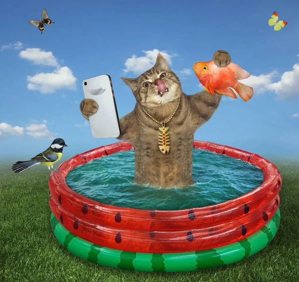 Бежевий Кіт Смартфоном Тримає Золоту Рибу Бере Селфі Надувному Басейні — стокове фото