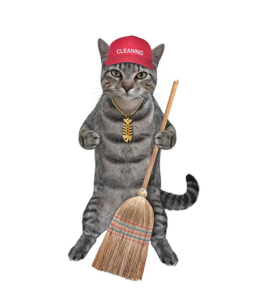 모자를 고양이는 막대기가 빗자루를 고립됨 — 스톡 사진