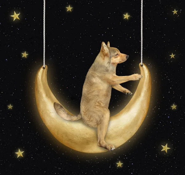 Cão Bege Está Balançando Lua Noite — Fotografia de Stock