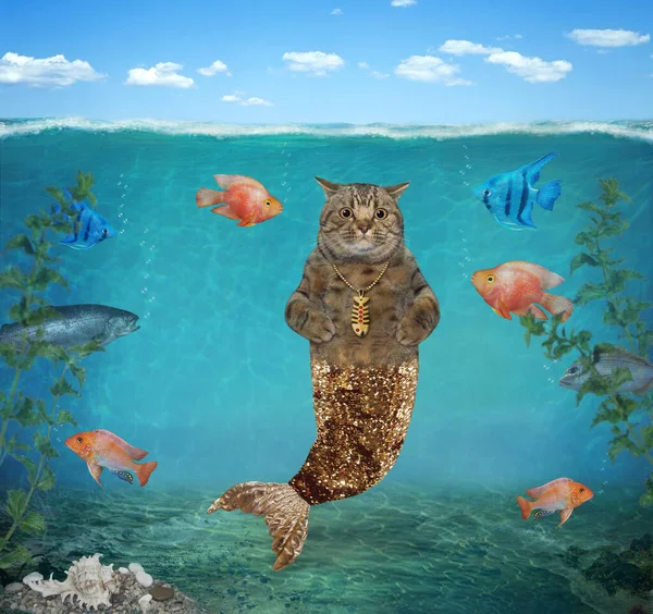 Beige Cat Mermaid Golden Fish Tail Underwater Seabed — Stock Photo, Image