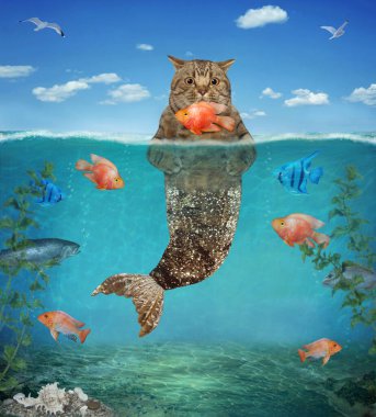 Altın balık kuyruklu bej bir kedi denizkızı deniz tabanında bir Japon balığı yakaladı..