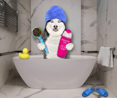 Kafasının etrafında mavi bir havluyla saç fırçası ve şampuanı olan bir köpek köpeği banyoda banyo yapıyor..