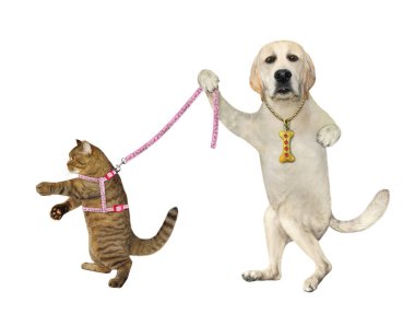 Bir köpek labrador bej kedisini tasmayla tutuyor. Beyaz arka plan. İzole edilmiş.