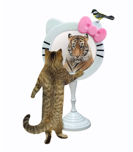 Бежевая Кошка Смотрится Смешное Круглое Зеркало Видит Тигра Белый Фон — стоковое фото