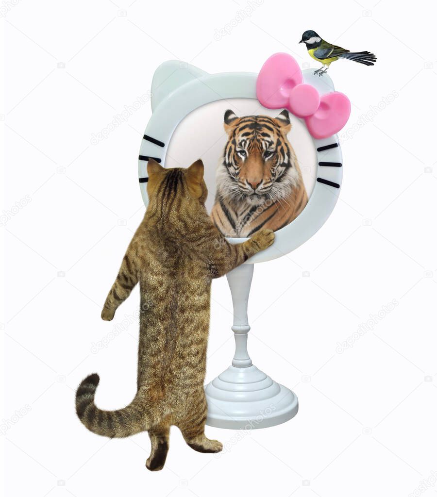 A beige cat looks in a funny round mirror. He sees a tiger there. White background. Isolated.