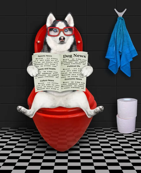Ένας Σκύλος Μια Εφημερίδα Κάθεται Μια Κόκκινη Λεκάνη Τουαλέτας Στο — Φωτογραφία Αρχείου