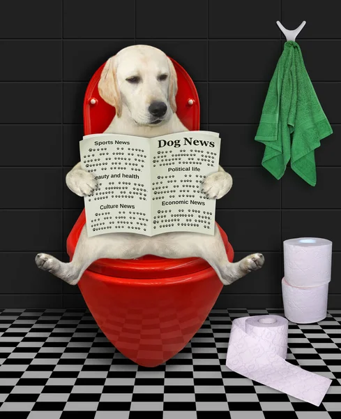 Perro Labrador Con Periódico Sienta Inodoro Rojo Baño — Foto de Stock