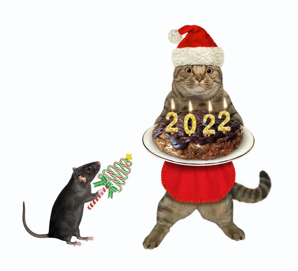 Gato Beige Sombrero Santa Claus Sostiene Pastel Navidad Chocolate 2022 — Foto de Stock