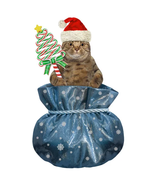 Béžová Kočka Klobouku Santa Clause Cukrovinkou Tvaru Vánočního Stromečku Uvnitř — Stock fotografie
