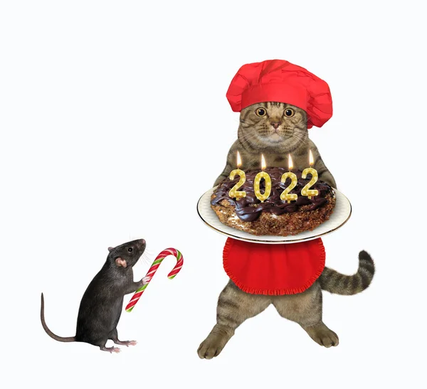 Gato Beige Sombrero Chef Rojo Sostiene Pastel Navidad Chocolate 2022 — Foto de Stock