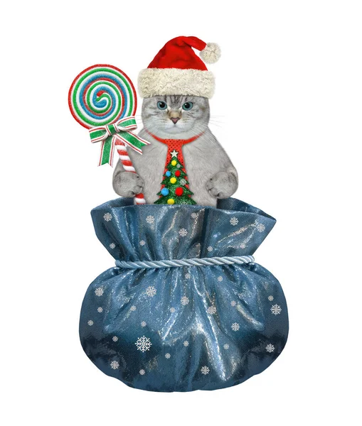 Gato Ashen Sombrero Santa Claus Con Caramelo Está Dentro Saco —  Fotos de Stock