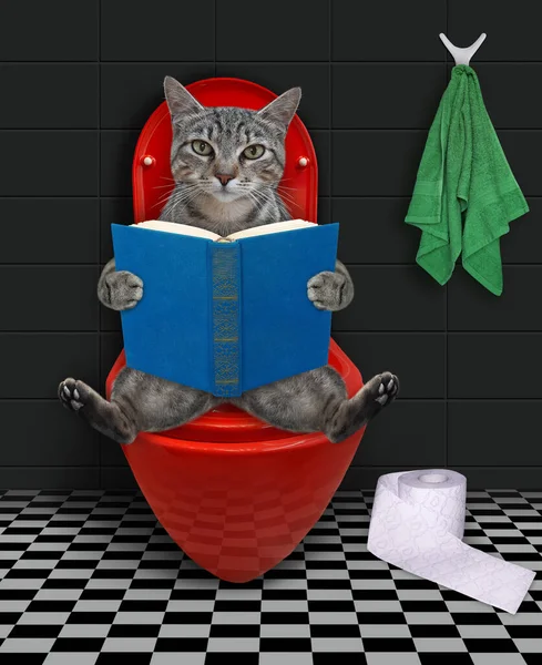 Gray Cat Book Sits Red Toilet Bowl Bathroom — Stock Photo, Image