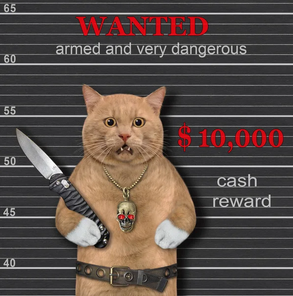 Gato Delincuente Rojizo Pasamontañas Sostiene Cuchillo Plegable Armado Muy Peligroso — Foto de Stock