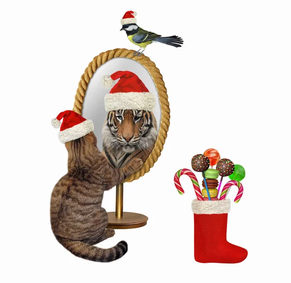 Een Beige Kat Een Kerstmuts Kijkt Een Ovale Spiegel Hij — Stockfoto