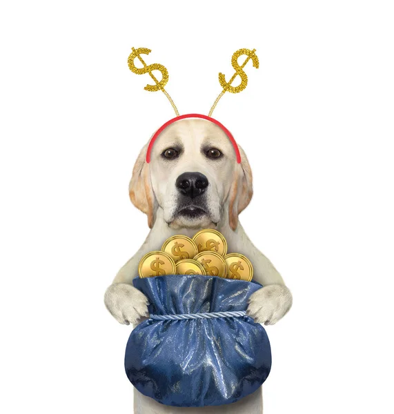 Sebuah Labrador Anjing Dengan Karung Hadiah Dolar Emas Diikat Dengan — Stok Foto