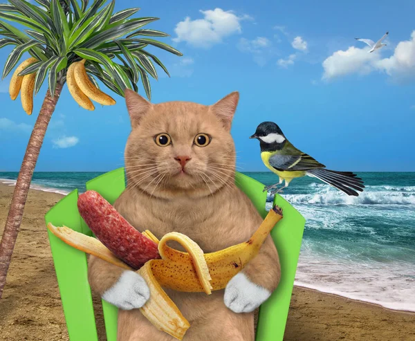 Червоний Кіт Банановою Ковбасою Сидить Пляжному Кріслі Під Пальмою Біля — стокове фото