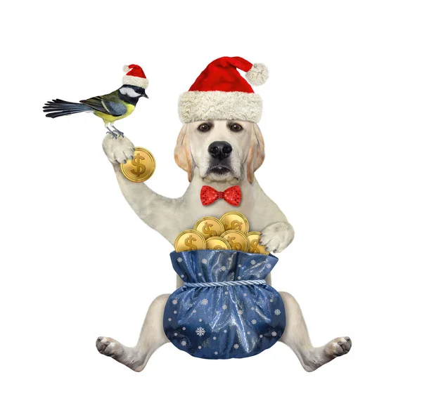 Psí Labrador Klobouku Santa Clause Dárkovým Pytlem Zlatého Dolaru Přivázaným — Stock fotografie