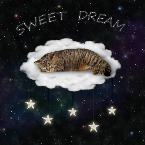 Beige Cat Sleeps Cloud Bed Star Night Sky Sweet Dream — Stock Photo, Image