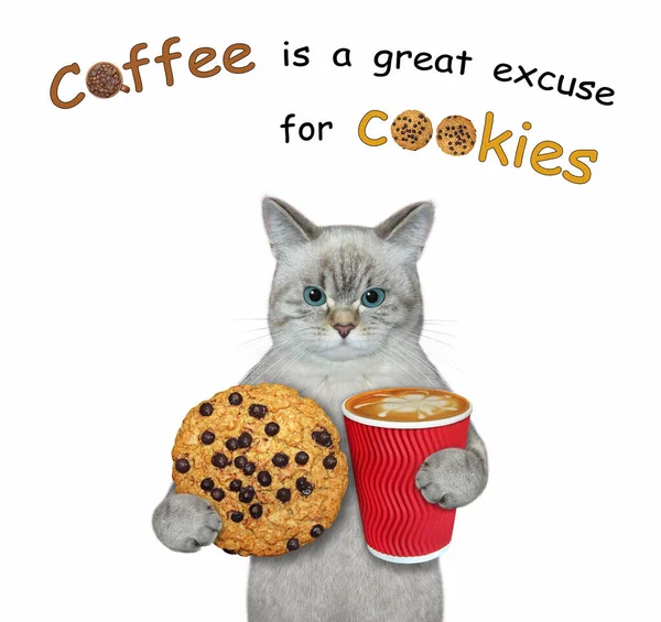 Ashen Cat Holds Cookie Paper Cup Coffee White Background Isolated — Stock Photo, Image