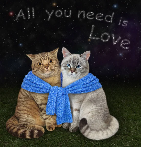 Dwa Zakochane Koty Wiążą Się Nocy Niebieskim Szalikiem Łące Wszystko — Zdjęcie stockowe