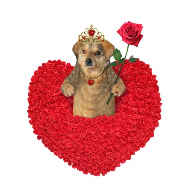 Bej renkli bir köpek, kalp şeklinde kırmızı güller içinde. Beyaz arka plan. İzole edilmiş.