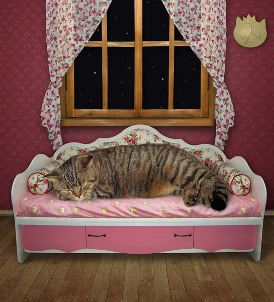 Gato Beige Duerme Sofá Rosa Cerca Una Ventana Casa — Foto de Stock