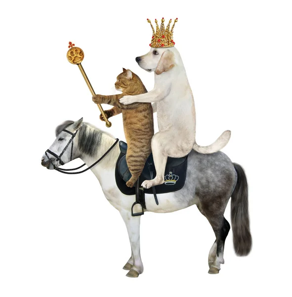 王室の杖を持つ金冠の犬のラブラドール王とベージュの猫は灰色の馬に乗っています 白地だ — ストック写真