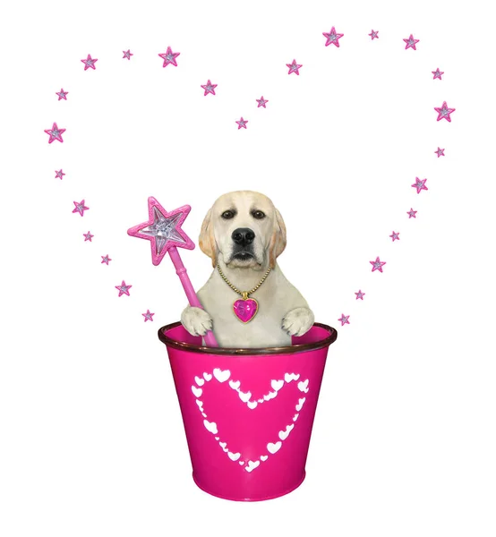 Perro Labrador Con Una Varita Mágica Está Cubo Rosa Fondo — Foto de Stock
