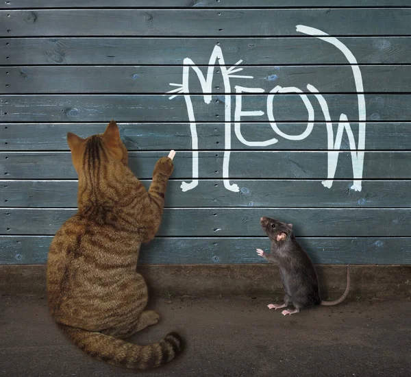 Beige Cat Wrote Meow Chalk Wooden Fence — Stock Photo, Image