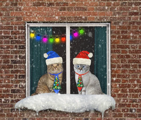 Zwei Katzen Mit Nikolausmützen Schauen Weihnachten Durchs Fenster — Stockfoto