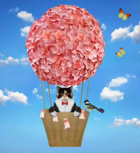 Colored Cat Bouquet Rose Flying Hot Air Flower Balloon Sky — Stockfoto