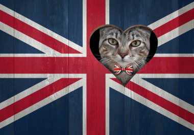 Papyonlu gri bir vatansever İngiliz bayrağının kalp şeklindeki deliğinden bakar..