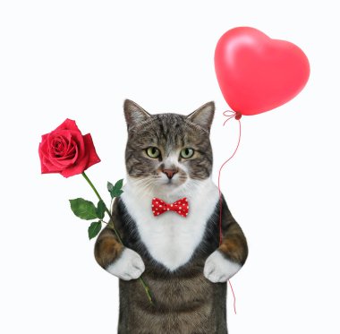 Renkli bir kedi kırmızı bir gül ve kalp şeklinde bir balon tutar. Beyaz arka plan. İzole edilmiş.