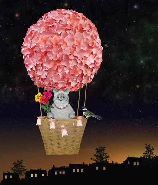 Popelavá Kočka Kyticí Růží Letí Noci Horkovzdušným Balónem Obloze — Stock fotografie