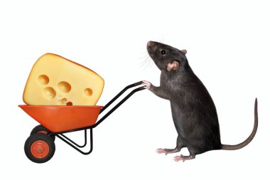 Siyah bir fare, kırmızı plastik bir el arabasını bir parça peynirle itiyor. Beyaz arka plan. İzole edilmiş.